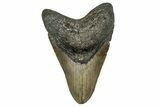 Fossil Megalodon Tooth - North Carolina #355829-1